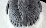 Hollardops Trilobite - Nice Detail & Excellent Eyes #57780-4